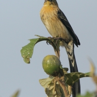 Wikłacz półobrożny - Euplectes ardens - Red-collared Widowbird