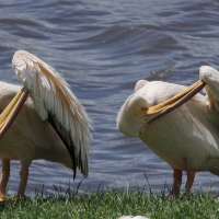 Pelikan różowy - Pelecanus onocrotalus - Great White Pelican