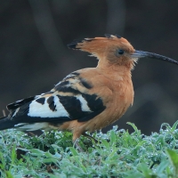 Dudek rdzawy - Upupa epops africana - African Hoopoe