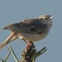 Świergotek cynamonowy - Anthus cinnamomeus - African Pipit
