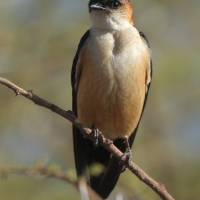 Jaskółka rudawa - Cecropis daurica - Red-rumped Swallow