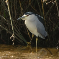 Ślepowron - Nycticorax nycticorax - Black-crowned Night-Heron