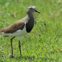 Czajka czarnoskrzydła - Vanellus melanopterus - Black-winged Lapwing