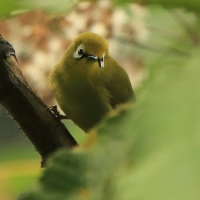 Szlarnik białooki - Zosterops poliogastrus - Broad-ringed White-eye