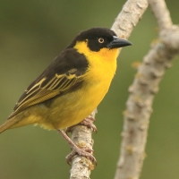 Wikłacz złotoczelny - Malimbus baglafecht - Baglafecht Weaver