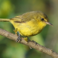 Zaganiacz górski - Iduna similis - Mountain Yellow Warbler