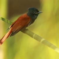 Muchodławka wspaniała - Terpsiphone viridis - African Paradise-flycatcher