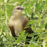 Kukal białobrewy - Centropus superciliosus - White-browed Coucal
