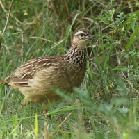 Frankolin czubaty - Dendroperdix sephaena - Crested Francolin