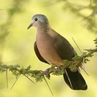 Turkaweczka zielonoplamkowa - Turtur chalcospilos - Emerald-spotted Wood Dove