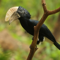 Dzioborożec srebrnolicy - Bycanistes brevis - Silvery-cheeked Hornbill