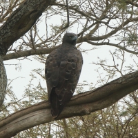 Wojownik zbrojny - Polemaetus bellicosus - Martial Eagle