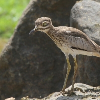 Kulon nadwodny - Burhinus vermiculatus - Water Thick-knee