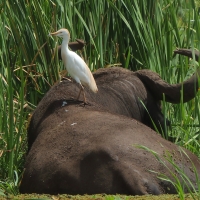 Czapla złotawa - Bubulcus ibis - Western Cattle Egret