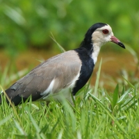 Czajka białolica - Vanellus crassirostris - Long-toed Lapwing