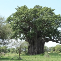 Stare baobaby - symbol Tarangire.