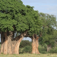Stare baobaby - symbol Tarangire.