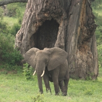 Słoń w Tarangire.