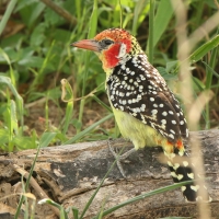 Brodal czerwonouchy - Trachyphonus erythrocephalus - Red-and-yellow Barbet