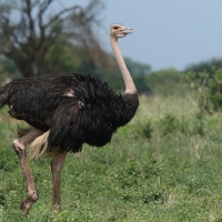 Struś czerwonoskóry - Struthio camelus - Common Ostrich