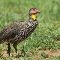 Szponiastonóg żółtogardły - Pternistis leucoscepus - Yellow-necked Spurfowl