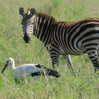 Bocian biały - Ciconia ciconia - White Stork