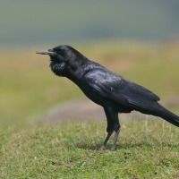 Wrona przylądkowa - Corvus capensis - Cape Crow