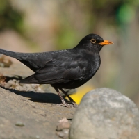 Kos - Turdus merula - Common Blackbird