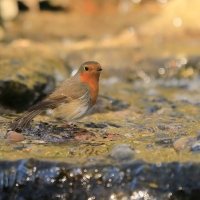 Rudzik - Erithacus rubecula - European Robin