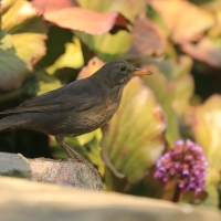 Kos - Turdus merula - Common Blackbird