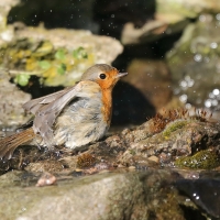 Rudzik - Erithacus rubecula - European Robin