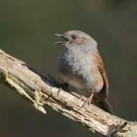 Pokrzywnica - Prunella modularis - Hedge Accentor