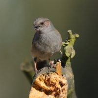 Pokrzywnica - Prunella modularis - Hedge Accentor