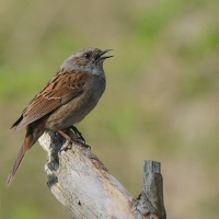 Pokrzywnica - Prunella modularis - Hedge Accentor