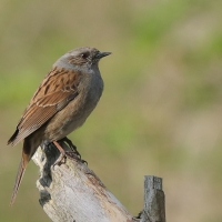 Pokrzywnica - Prunella modularis - Hedge Accentor