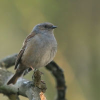 Pokrzywnica - Prunella modularis - Hedge Accentor