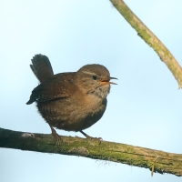 Strzyżyk - Troglodytes troglodytes - Eurasian Wren