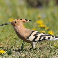 Dudek - Upupa epops - Common Hoopoe