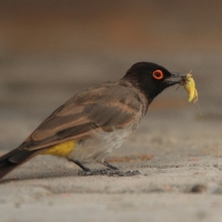 Bilbil czerwonooki - Pycnonotus nigricans - Black-fronted Bulbu