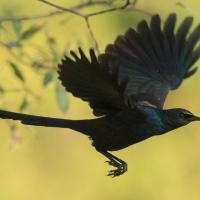 Błyszczak ciemny - Lamprotornis mevesii - Meves's Starling