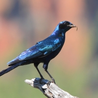 Błyszczak krępy - Lamprotornis australis - Burchell's Starling