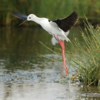 Szczudłak zwyczajny - Himantopus himantopus - Black-winged Stilt
