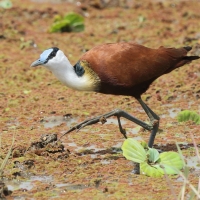 Długoszpon afrykański - Actophilornis africanus - African Jacana