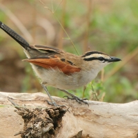 Czagra brązowołbista - Tchagra australis - Brown-crowned Tchagra