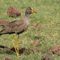 Czajka płowa - Vanellus senegallus - Wattled Lapwing