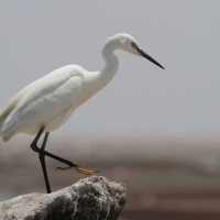 Czapla nadobna - Egretta garzetta - Little Egret