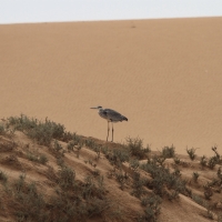 Czapla siwa na pustynia Namib nad oceanem.