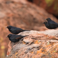 Czarnotek białoskrzydły - Onychognathus nabouroup - Pale-winged Starling