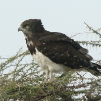 Gadożer białobrzuchy - Circaetus pectoralis - Black-chested Snake Eagle