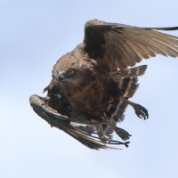 Gadożer brunatny - Circaetus cinereus - Brown Snake Eagle
